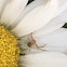 crab spider