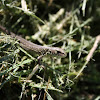 Sand Lizard(juvenile)