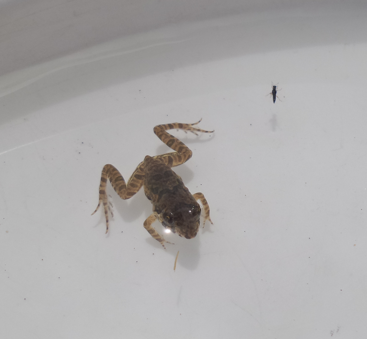 Indian Skipper Frog