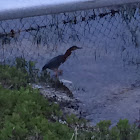 Green heron