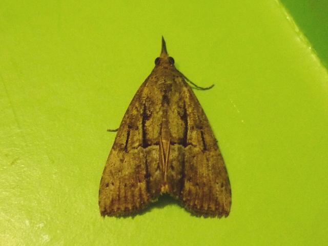 Green Cloverworm Moth