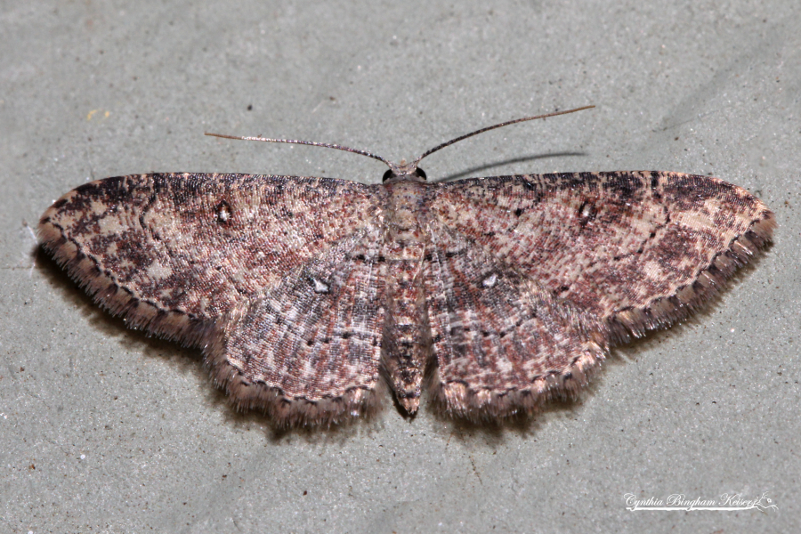 Dwarf Tawny Wave