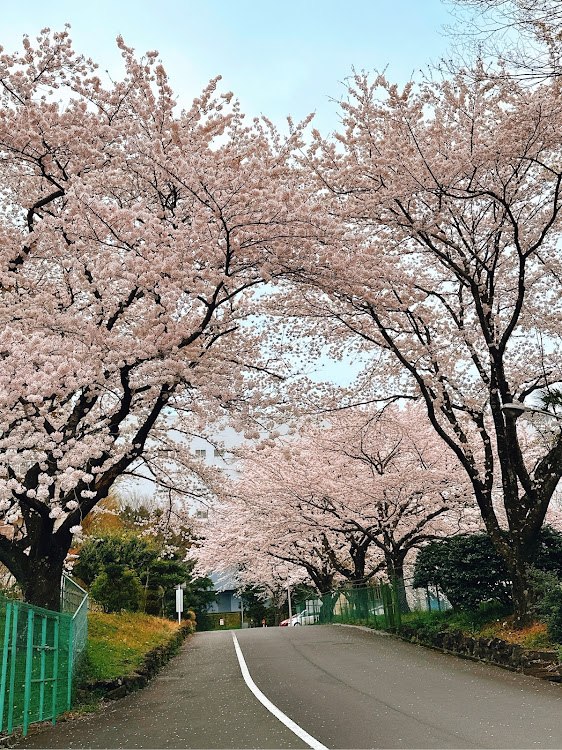 S2000のサクラと愛車・チーム福島・桜とコラボ・桜・桜コラボに関するカスタム事例の投稿画像5枚目