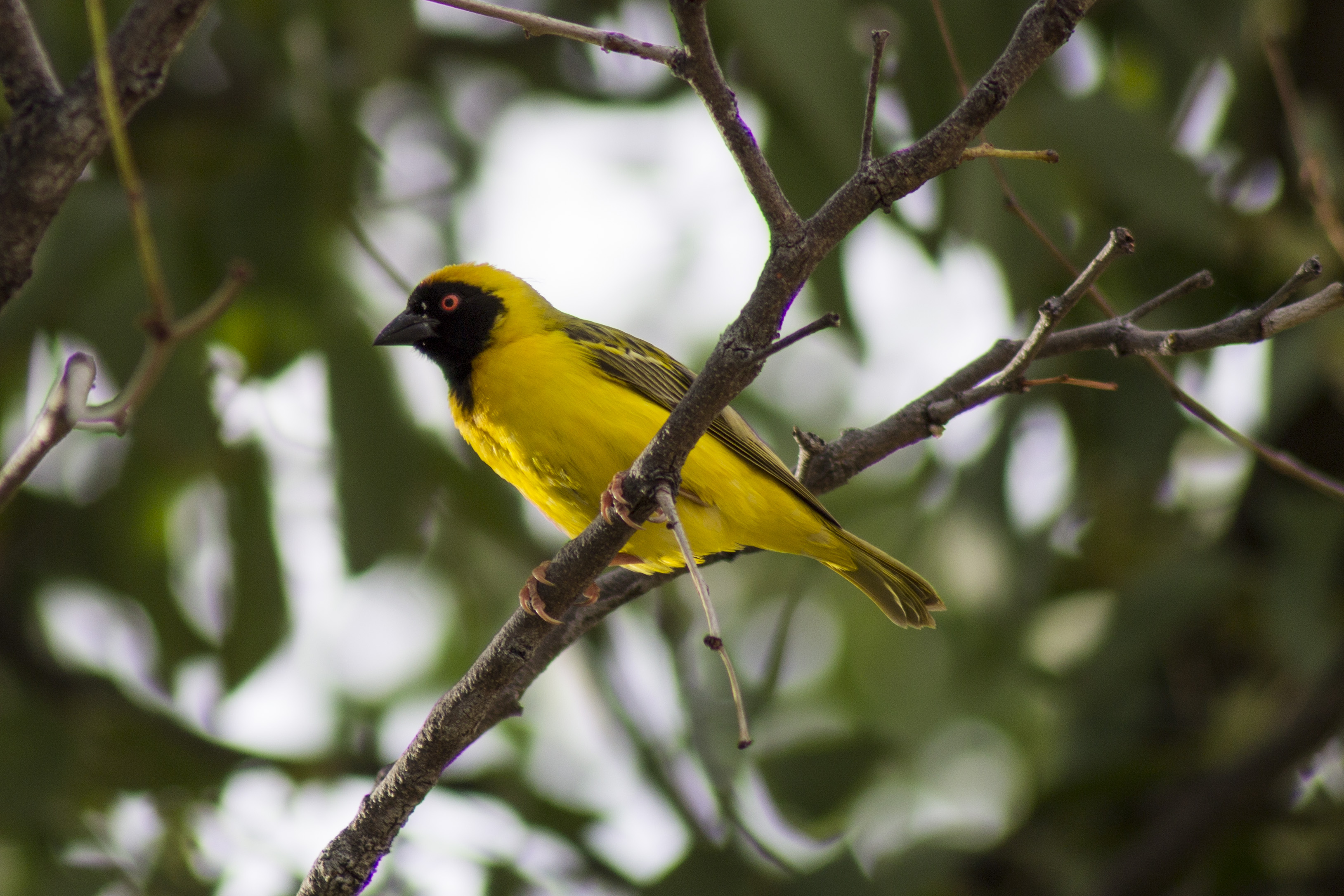 Bird in Africa di _Eli_