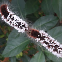 Caterpillar