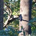 Downy Woodpecker