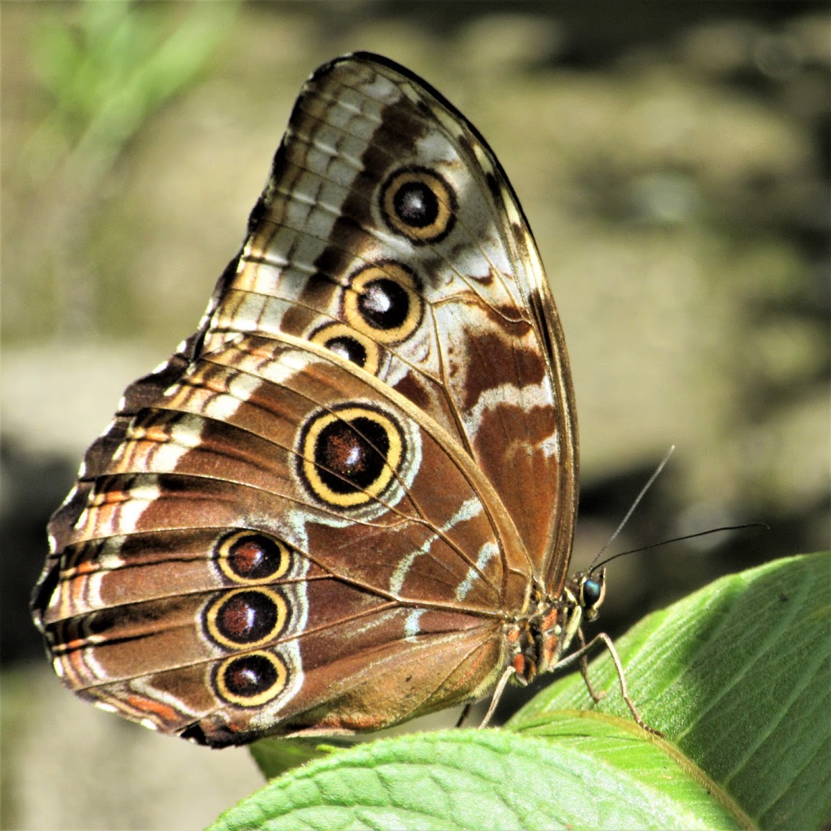 Blue Morpho Butterfly