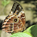 Blue Morpho Butterfly