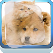 Friends Kitten and Dog Live WP  Icon