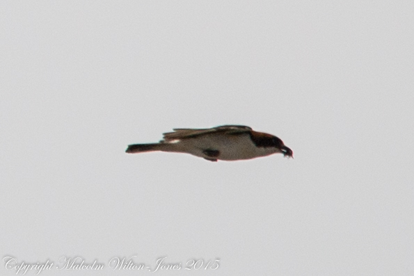 Woodchat Shrike; Alcaudón Real