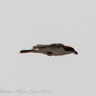 Woodchat Shrike; Alcaudón Real