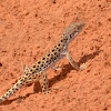 Long-nosed leopard lizard