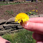 Dandelions