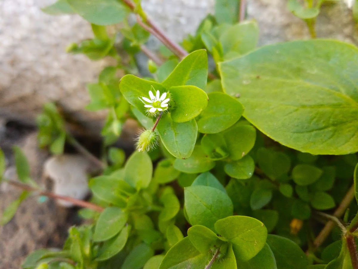 Common chickweed