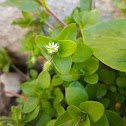 Common chickweed