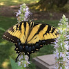 Swallowtail butterfly