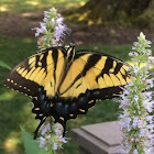 Swallowtail butterfly