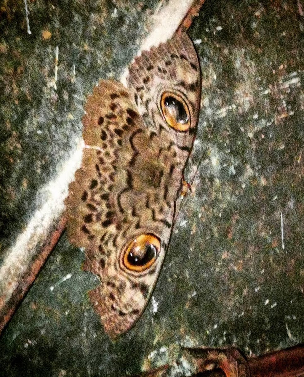 Indian owl moth