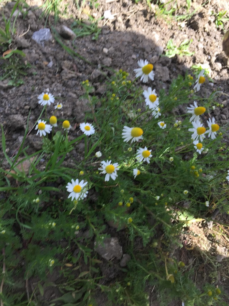 Daisies