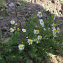 Daisies