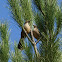 California Thrasher