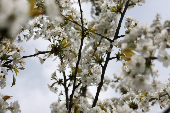 Colori di primavera di grinzabild