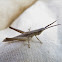 Bunchgrass Grasshopper