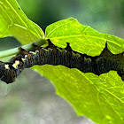 Eight Spotted Forrester Moth Caterpillar