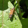 Soldier beetle