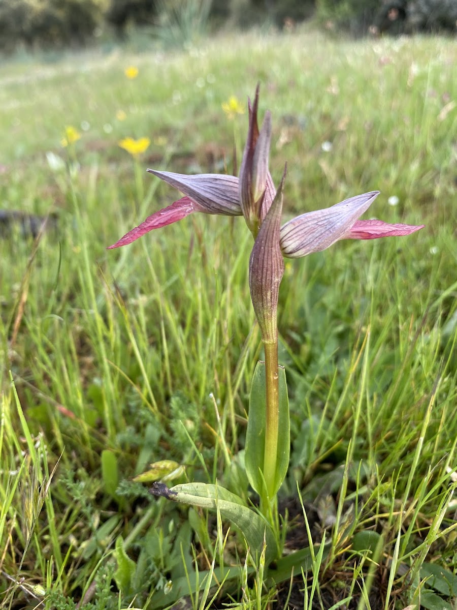 Orquídea