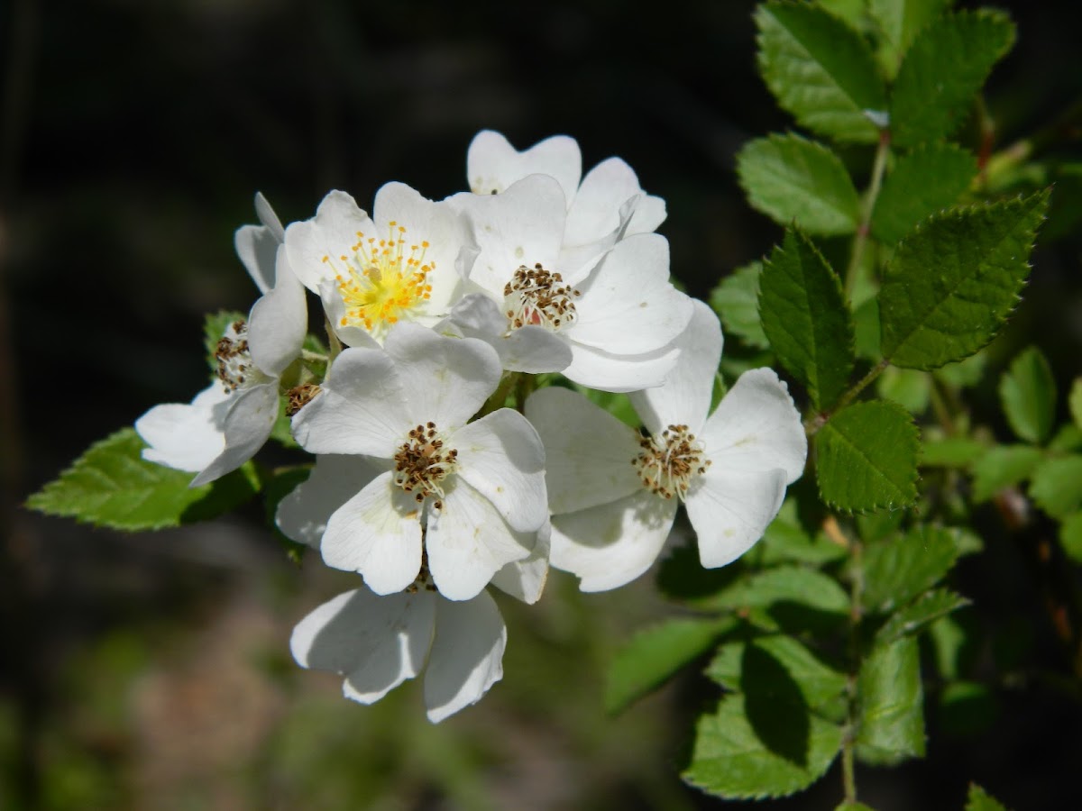 Japanese Rose