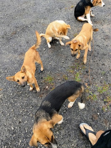 Sungai Pertak Kuala Kubu Bharu Dogs