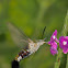 Bee hawk moth