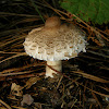 Macrolepiota prominens