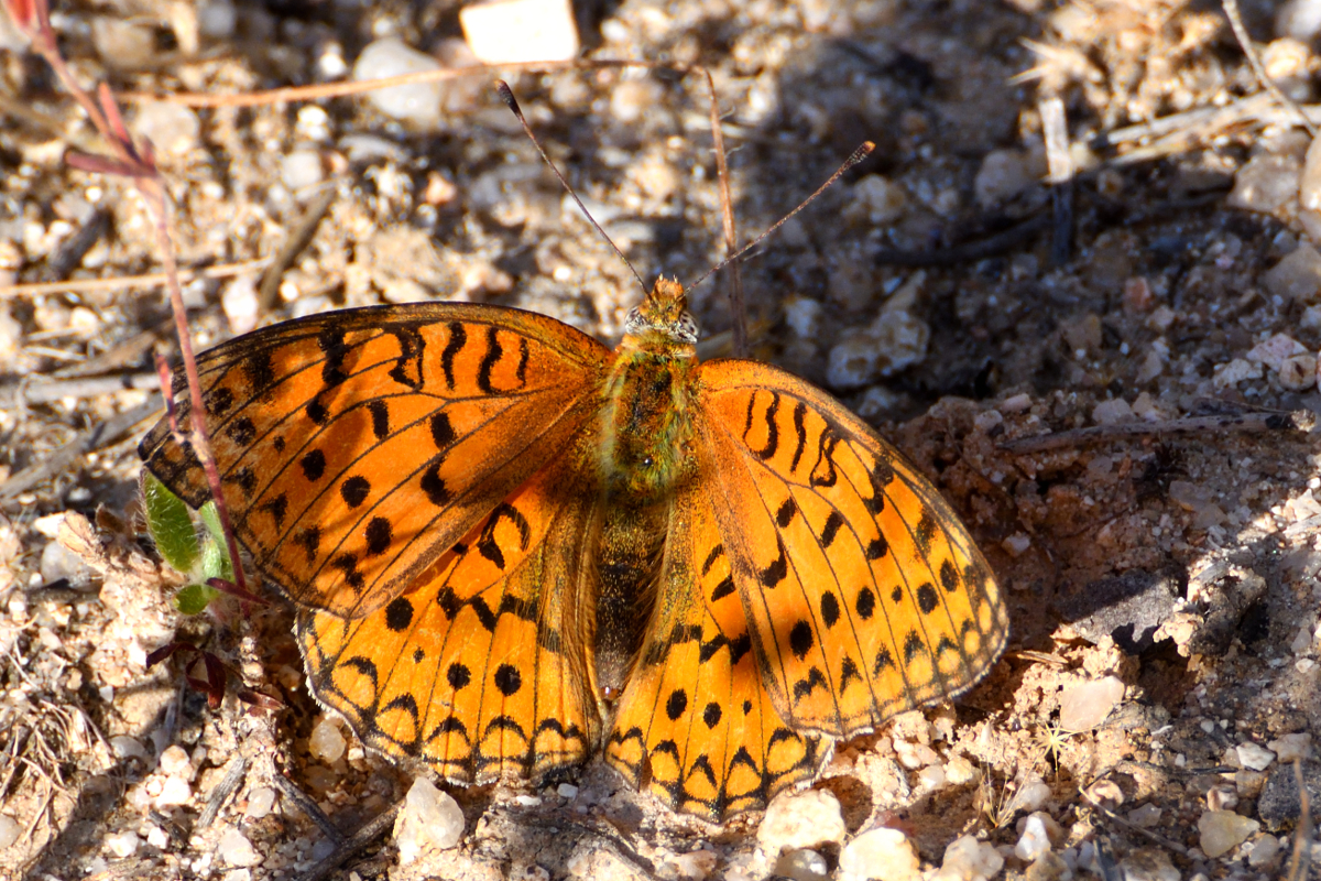 Niobe Fritillary; Niobe