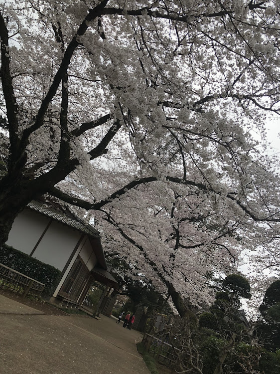 クラウンロイヤルのゼロクラ・桜と愛車・清水公園に関するカスタム事例の投稿画像6枚目