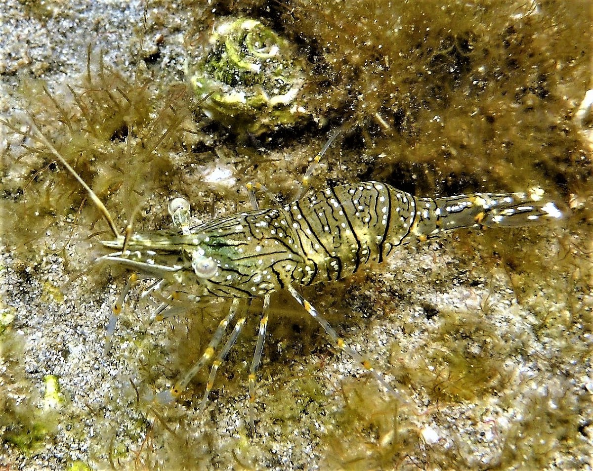 Rockpool shrimp. Quisquilla