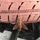 Elephant Hawk Moth