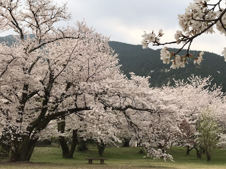 ヴィッツのさくら🌸・朝のご挨拶・桜とコラボ・ドライブに関するカスタム事例の投稿画像2枚目