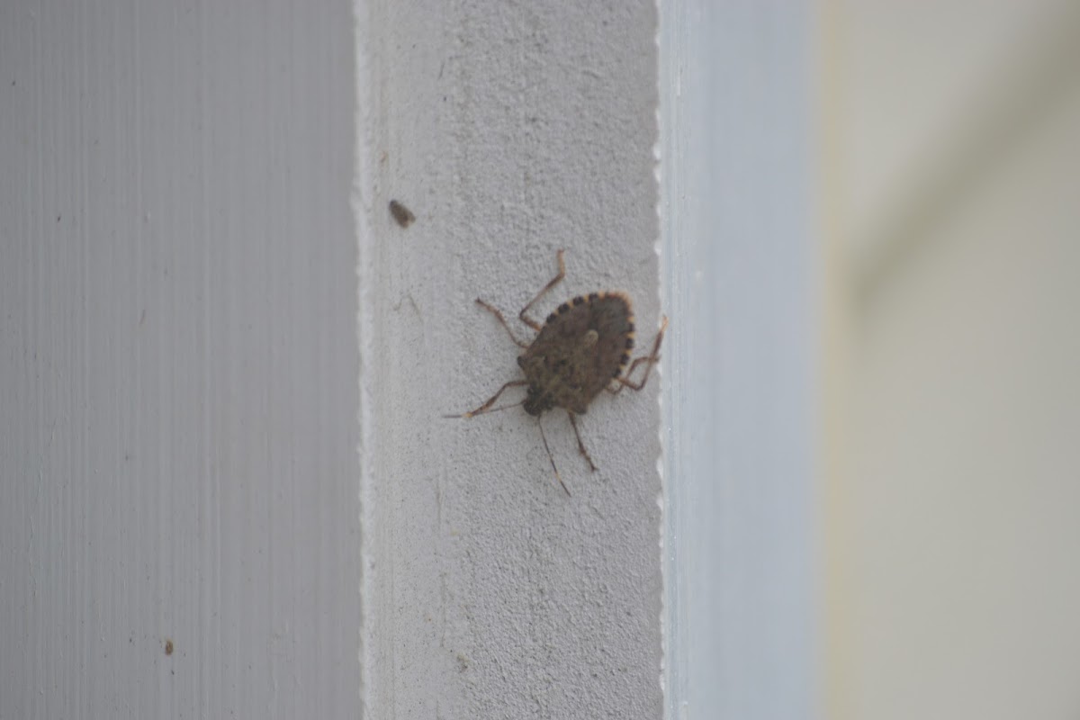 Brown Marmorated Stink Bug