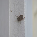 Brown Marmorated Stink Bug