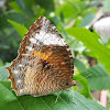 Common Palmfly