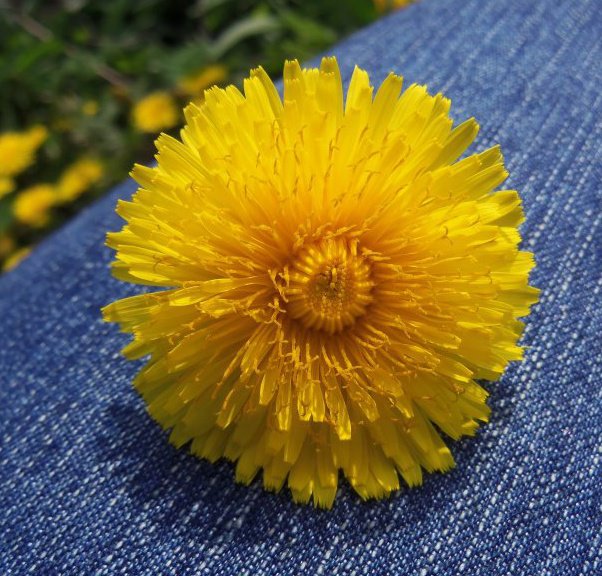 Dandelion