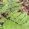 Lady Fern