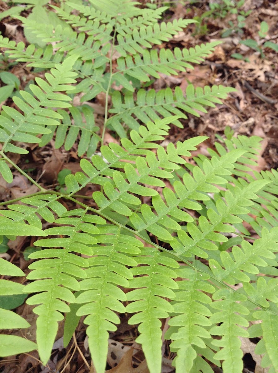 Lady Fern