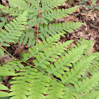 Lady Fern