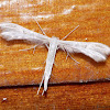 Plume Moth