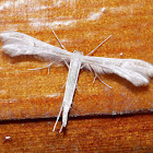 Plume Moth