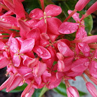 Jungle Flame/Ixora