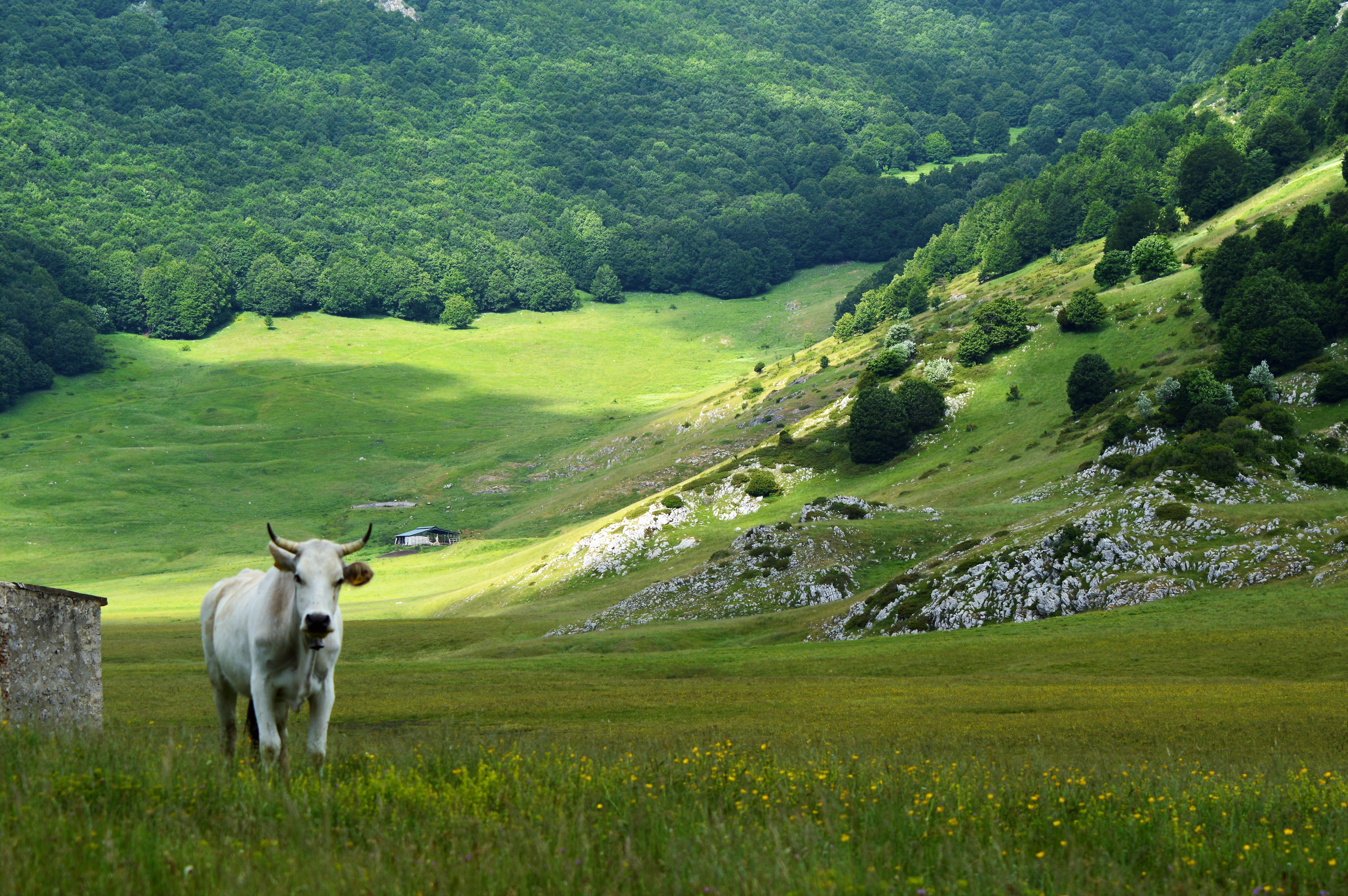 verdi pascoli di dibba